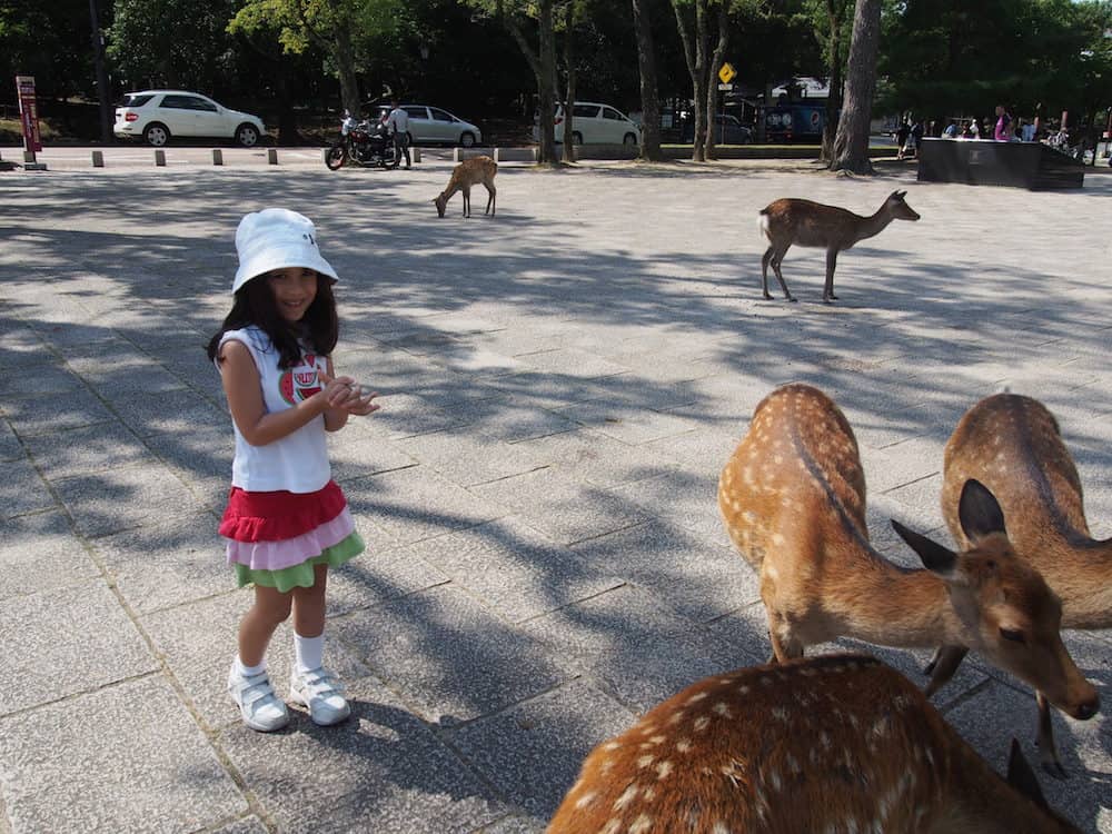 Nara Deer Kyoto Japan Kids