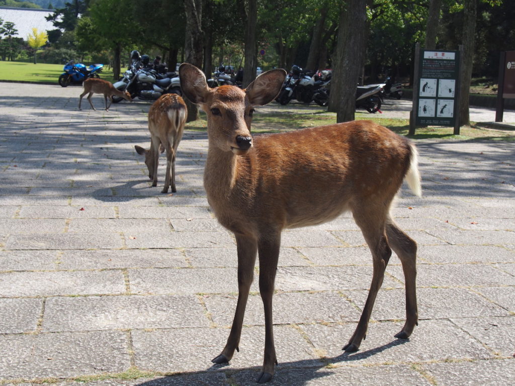 Where to see Nara Deer Japan