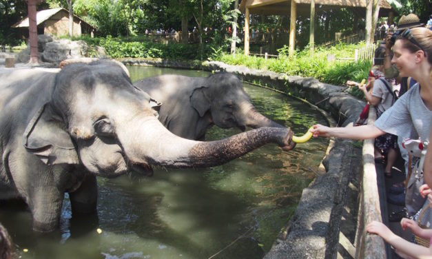 Tips for visiting Singapore Zoo with kids