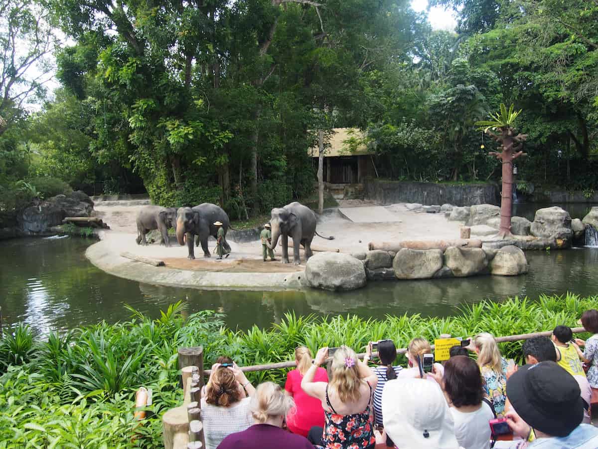 Singapore Zoo elephants